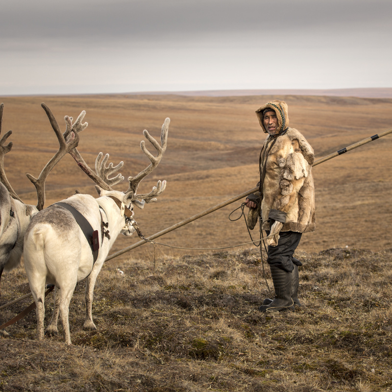 Долганский оленевод Долганский оленевод