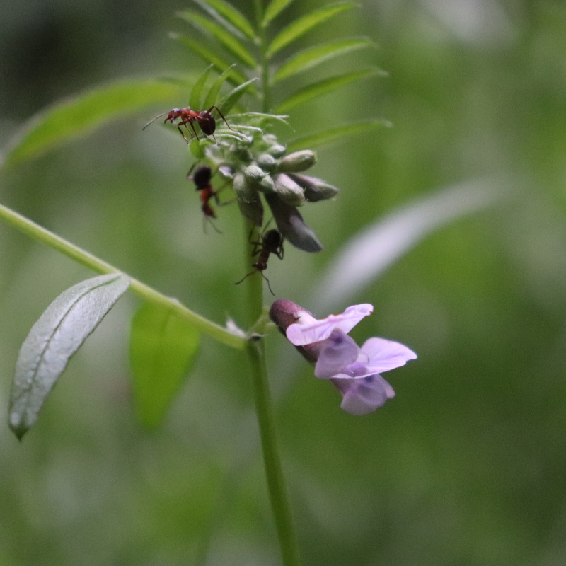 Горошек заборный Горошек заборный