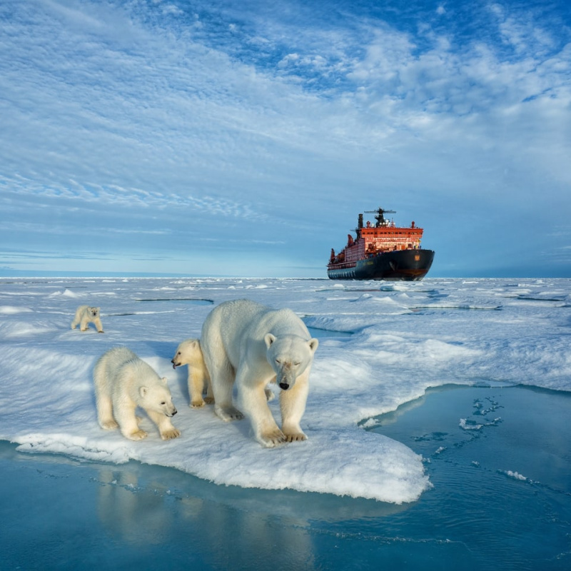 Белые медведи на фоне атомного ледокола "50 лет Победы"