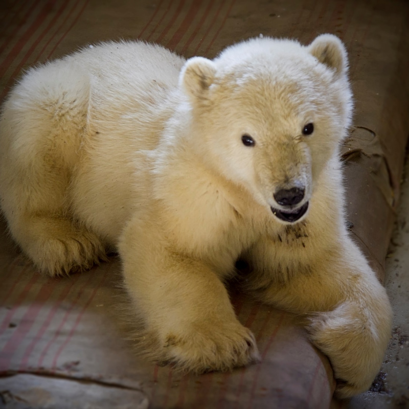 Спасённый медвежонок