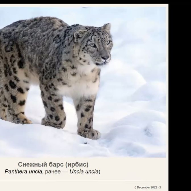 Онлайн-встреча с Дроновой Н.А. Онлайн-встреча с Дроновой Н.А.