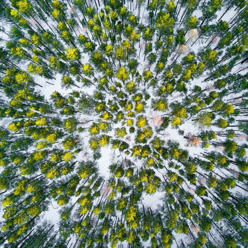 Сосновый бор Сосновый бор