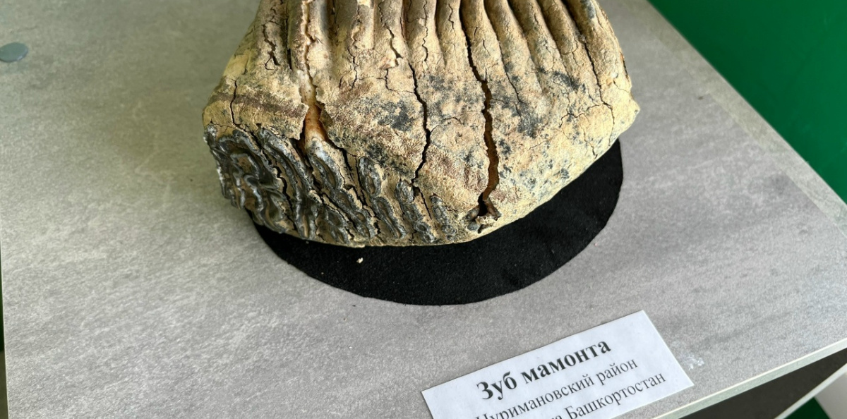 Уникальный экспонат – зуб мамонта из Нуримановского района Республики Башкортостан
