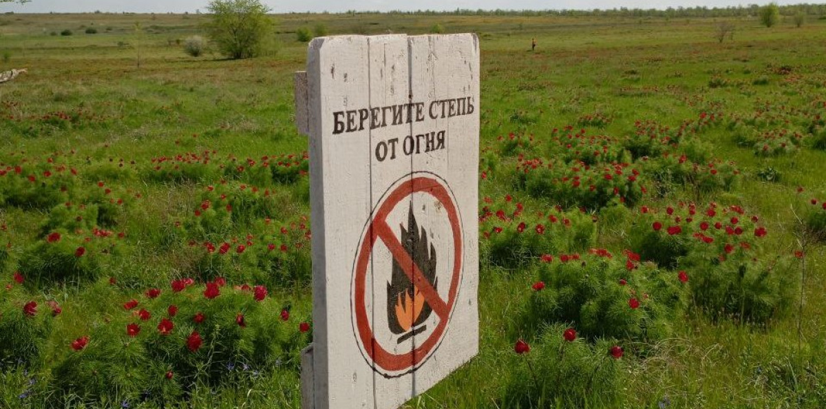 Цветение пионов-воронцов в Стрельцовской степи