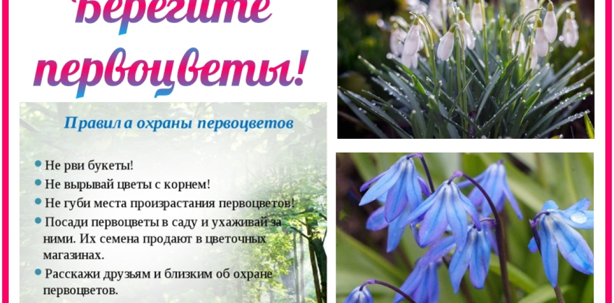 Листовка акции "Первоцвет"