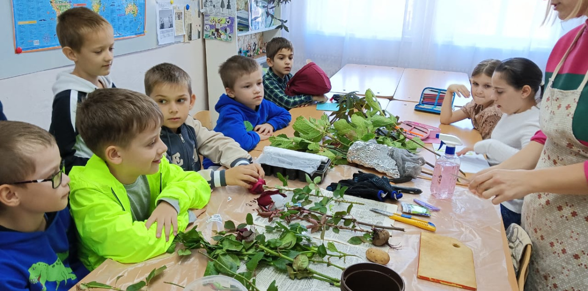Черенкование роз Черенкование роз