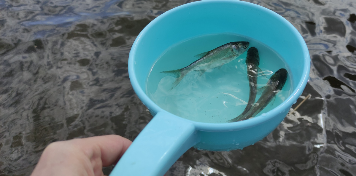 Во время акции "Водорослям – крышка!"
