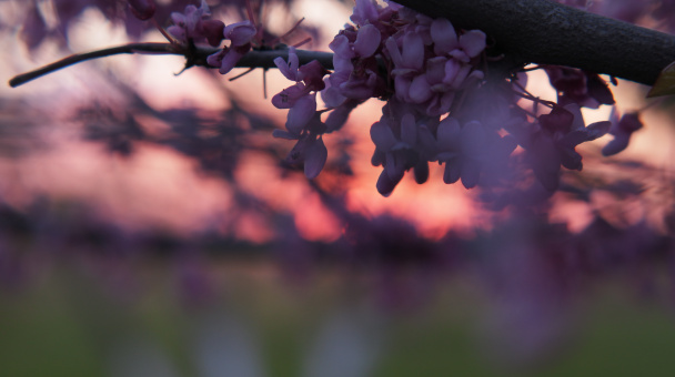 Фотопроект "И снова весна на Кубани"