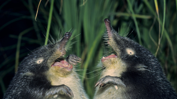 Николай Шпиленок