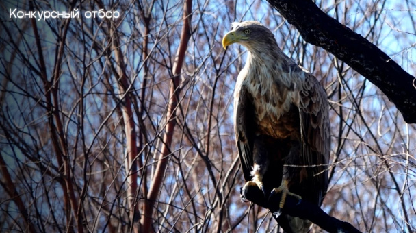 Лебедь и Орлан 2.0