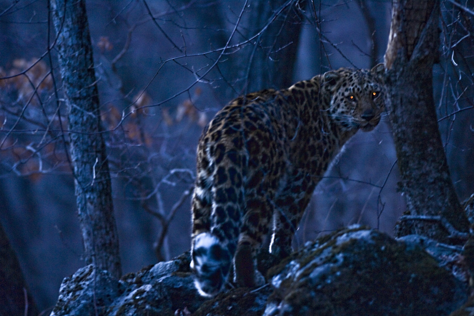 Дальневосточный леопард