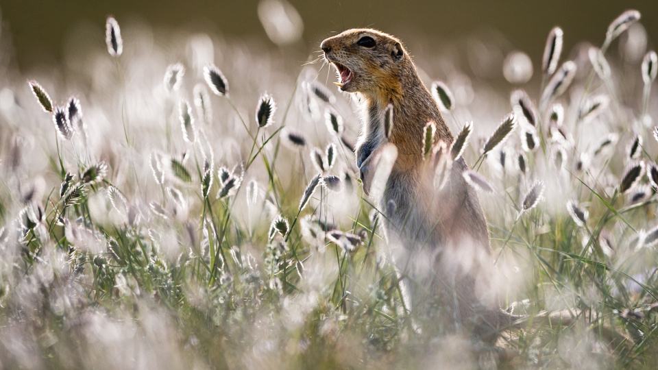 Суслики, рассчитайтесь по одному!