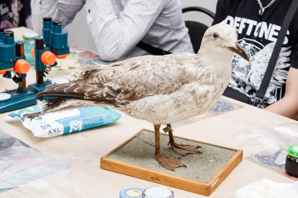 Владислав Лемянский