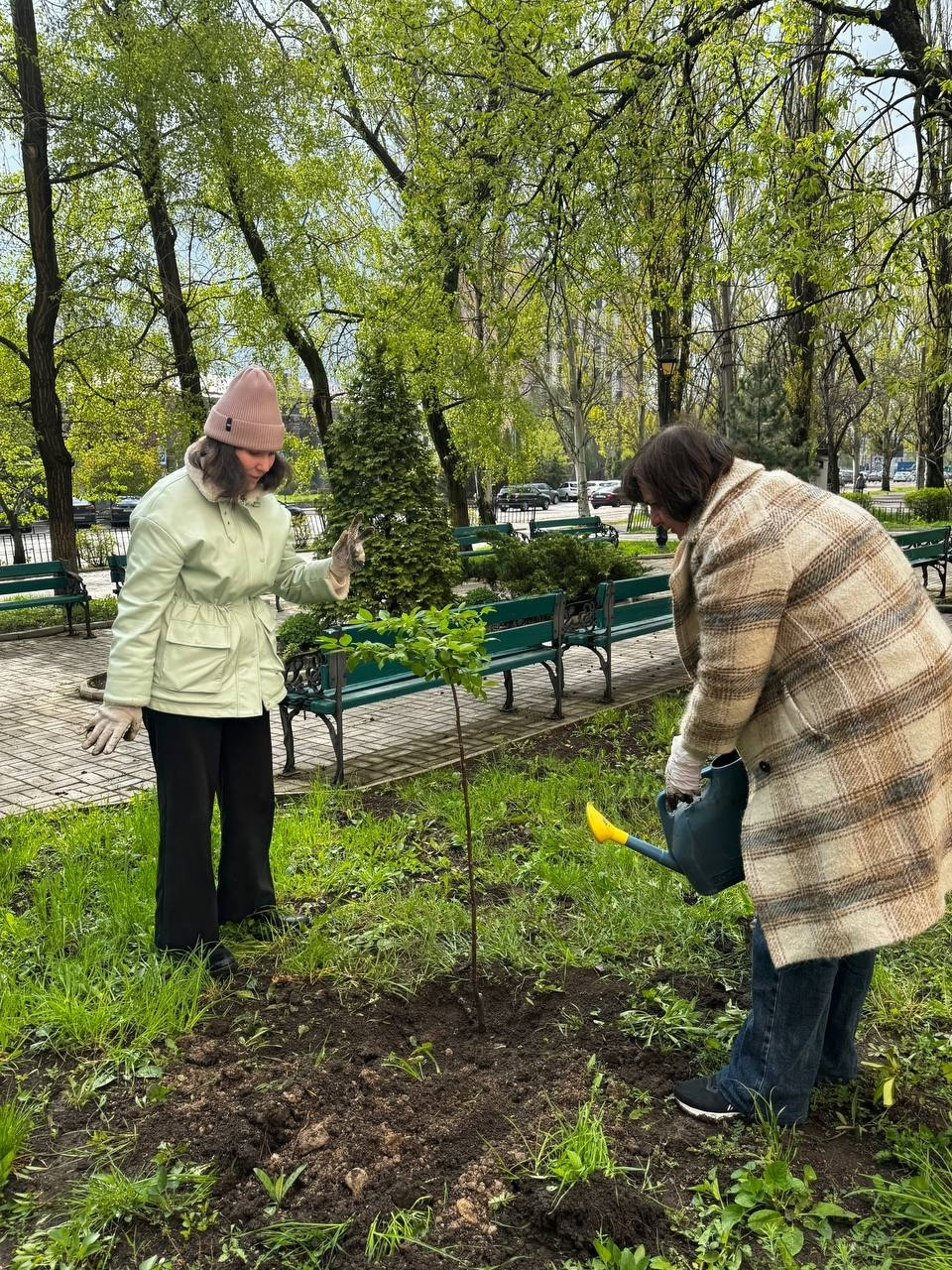 Посадка молодых саженцев деревьев