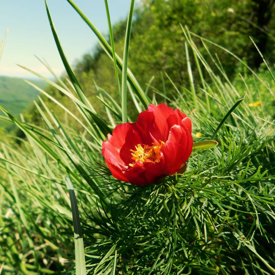 Пион тонколистный 