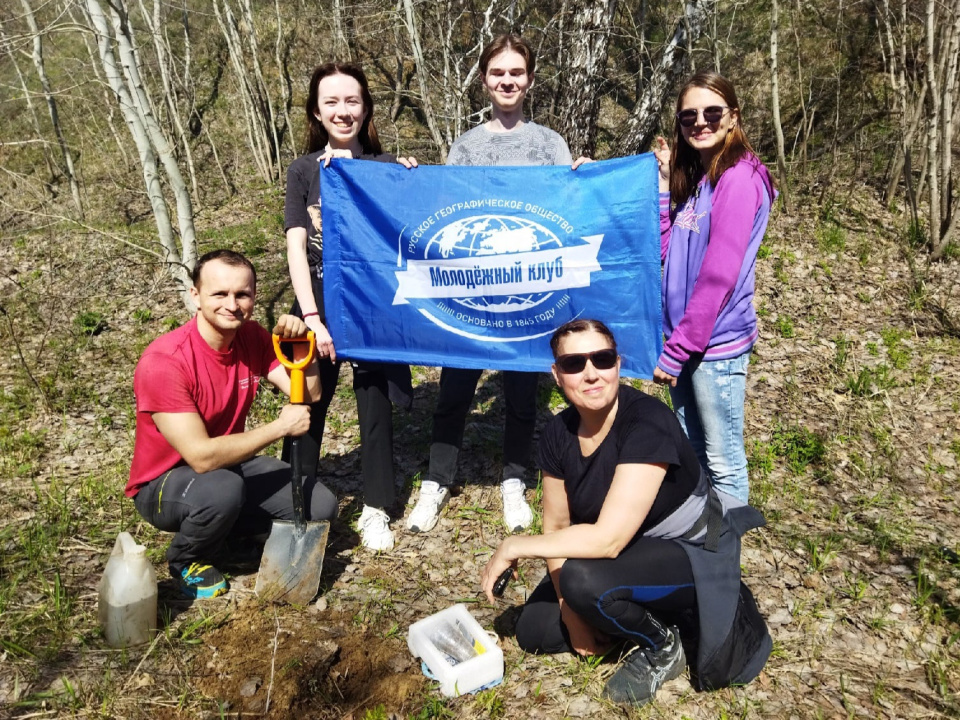 Посадка клёна ясенелистного 