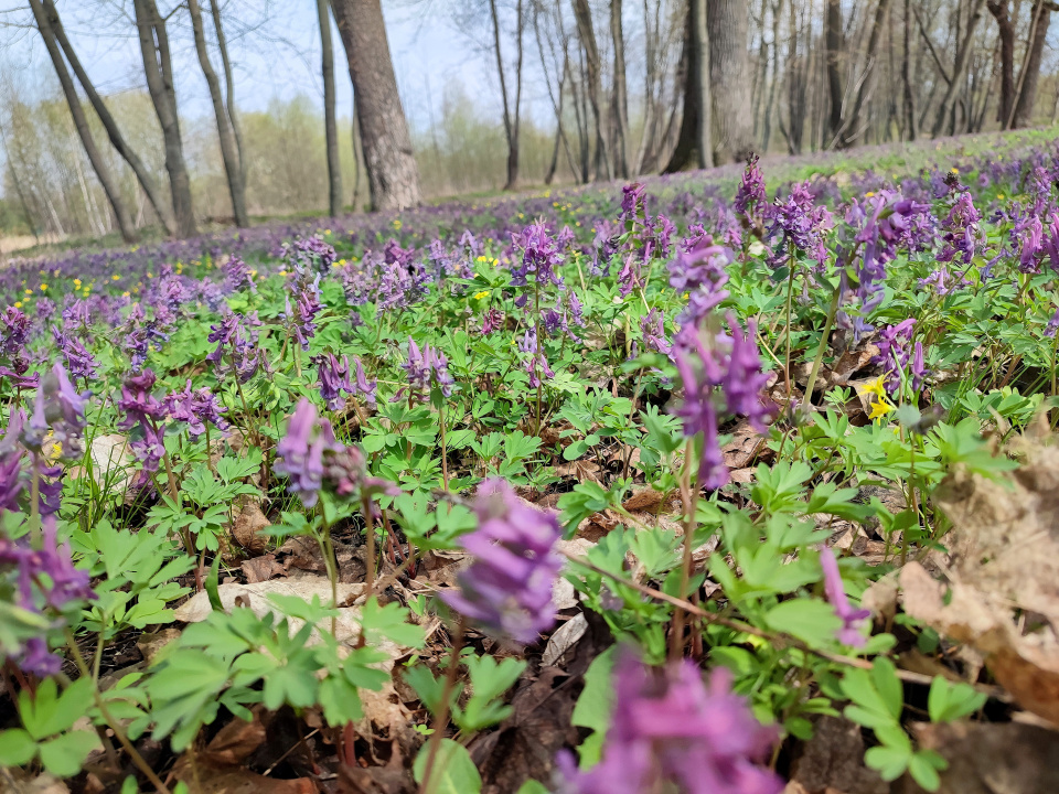 Куртины хохлатки 