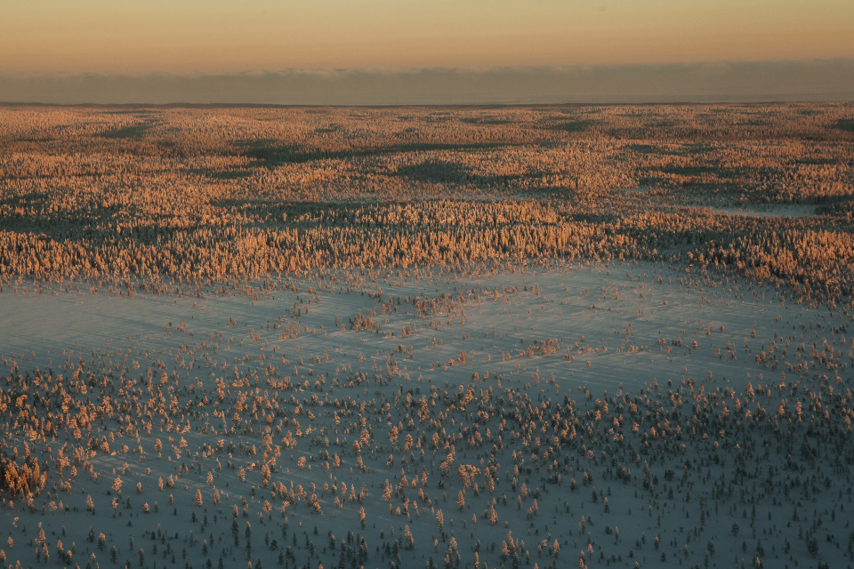 Архангельская тайга в зимнюю стужу