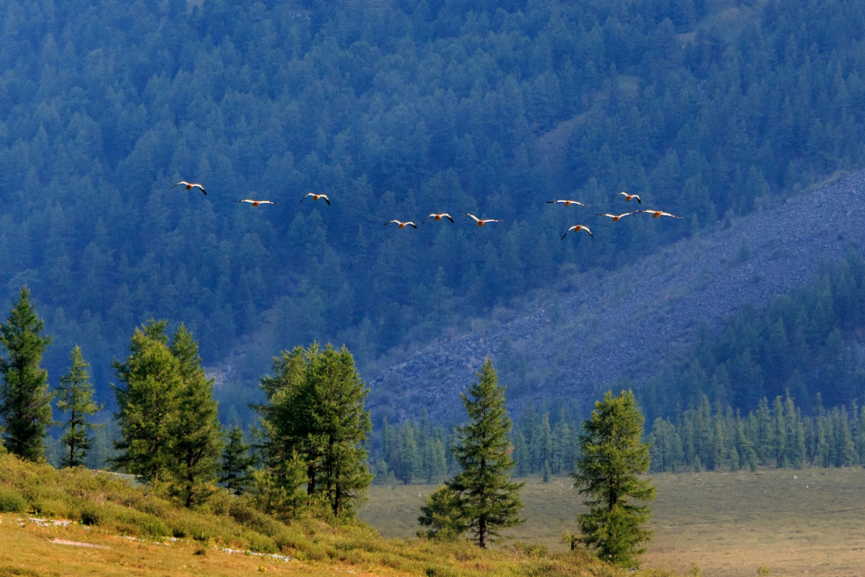 Огарь в полете