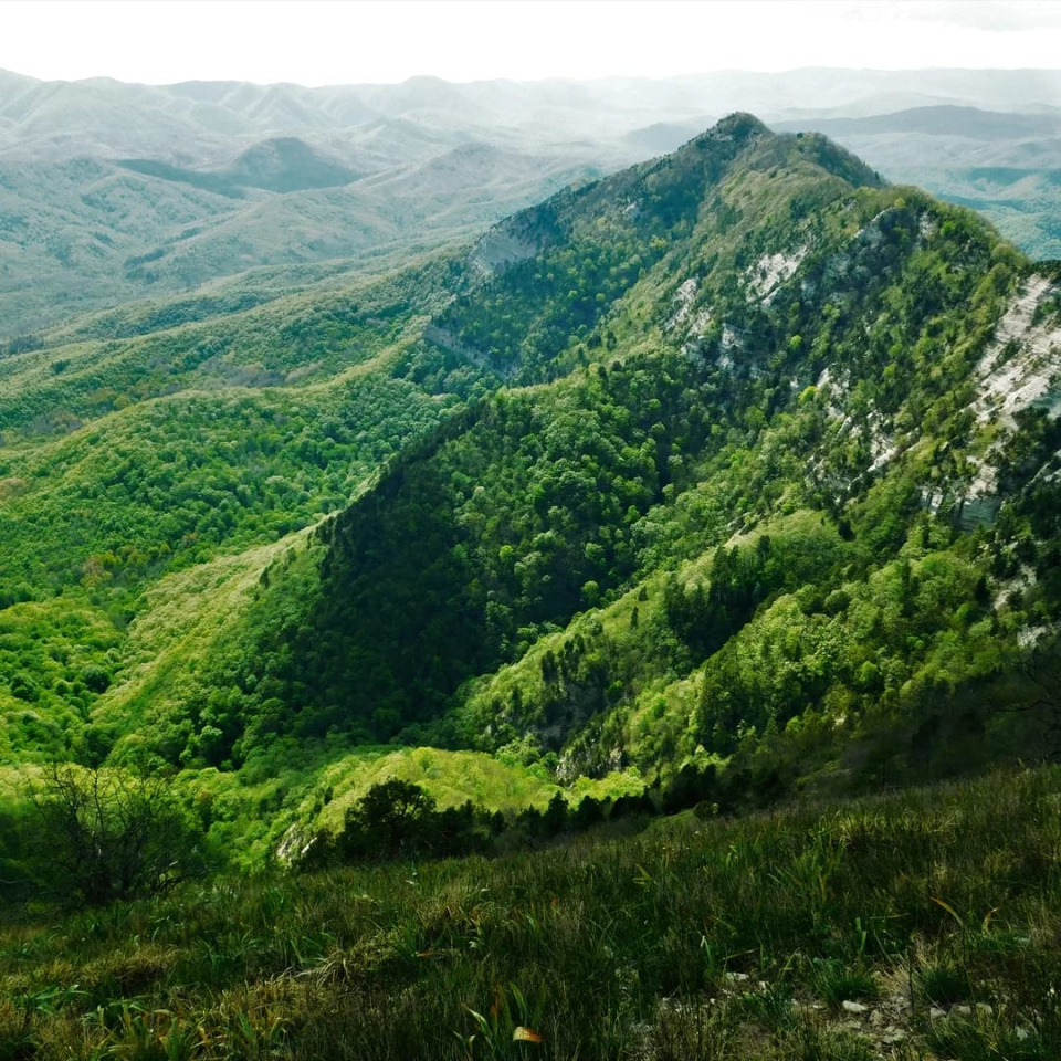Папайская пила