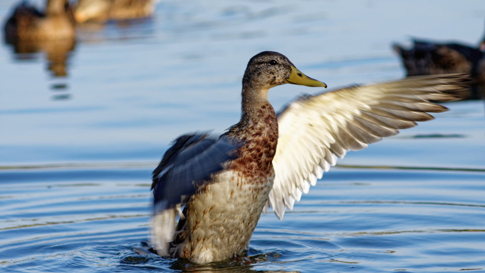  Екатерина Пивоварова, участница фотоконкурса РГО "Самая красивая страна"