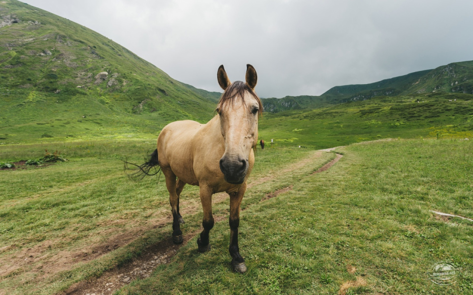 Ксения Гасица 