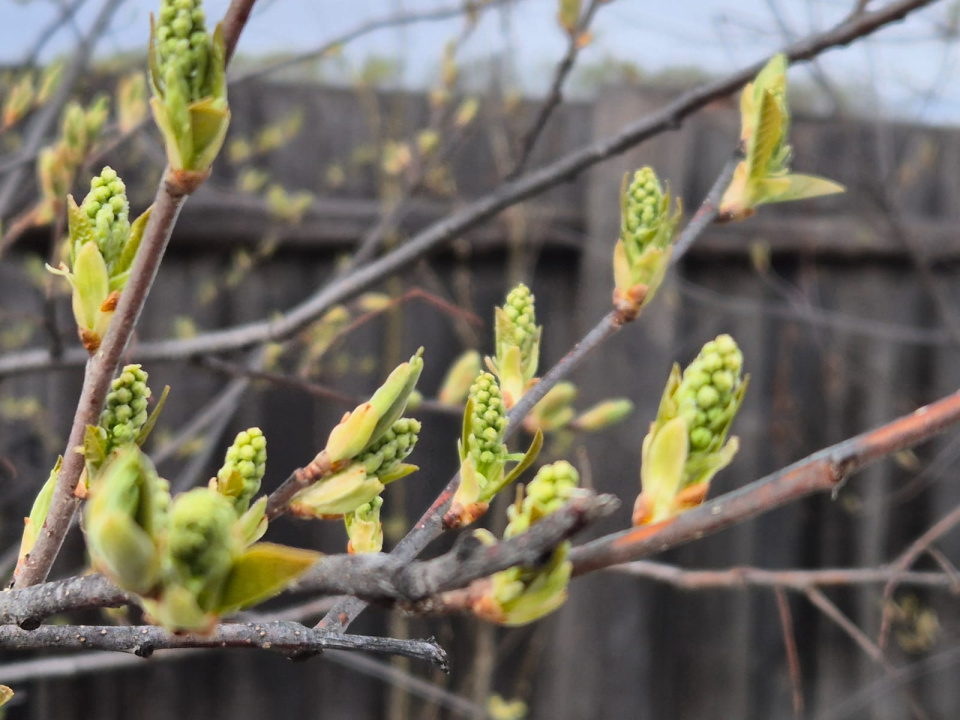 Всероссийская акция "Единый фенологический день"
