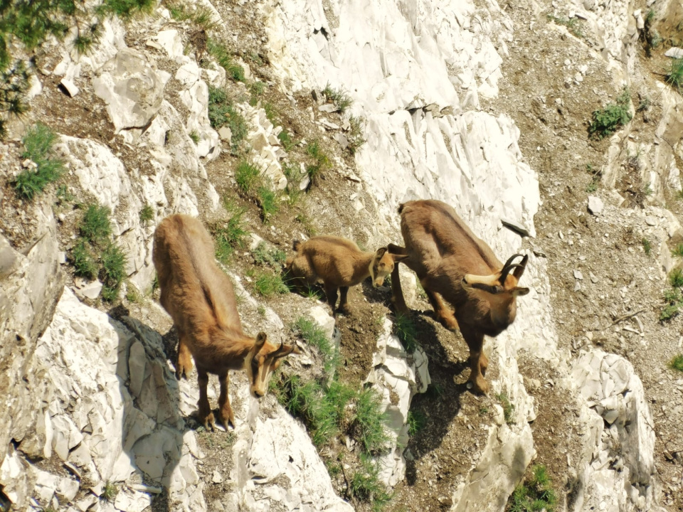 Животный мир Папая