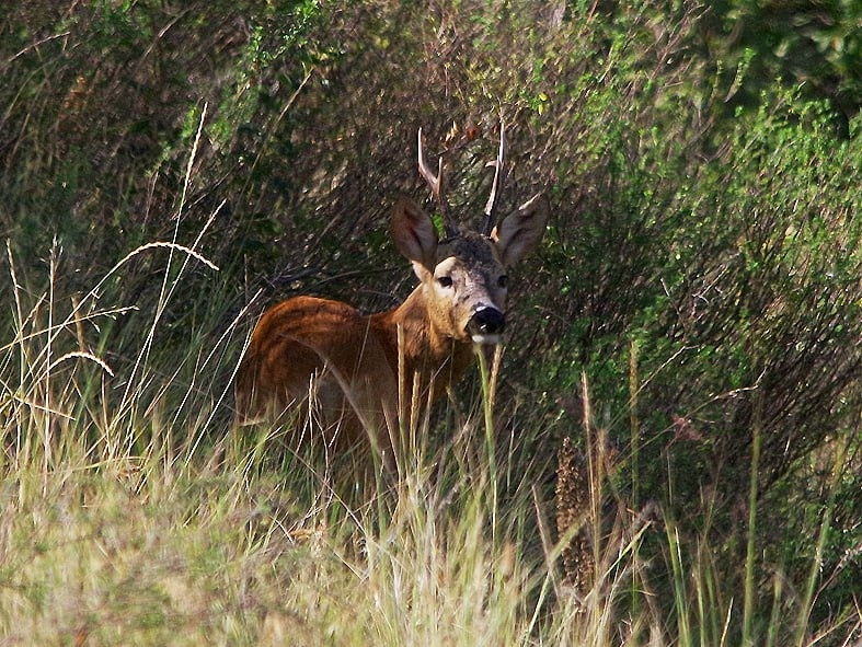 Дмитрий Владимиров