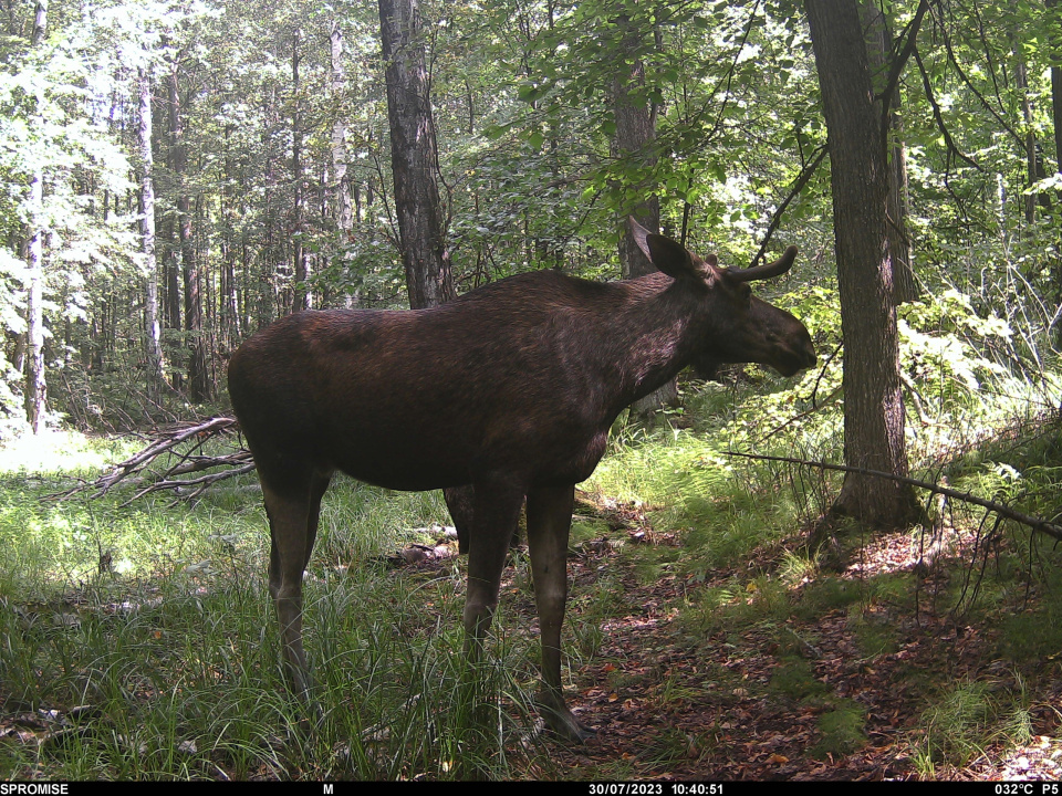 Предоставлено НП "Нижняя Кама"