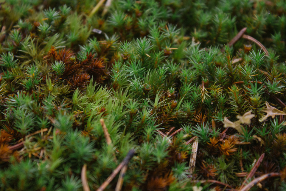 Анастасия Клепинина