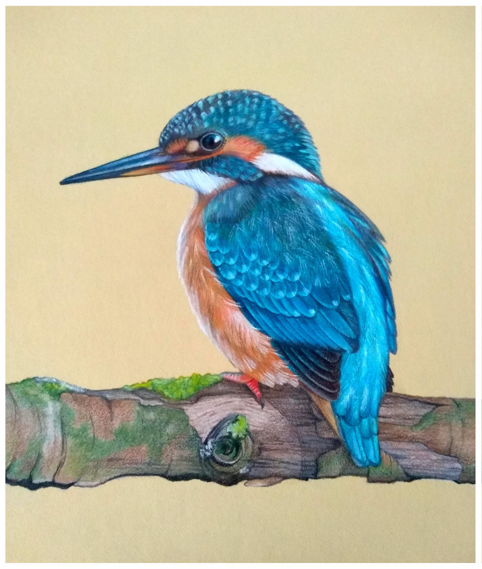 Обыкновенный зимородок