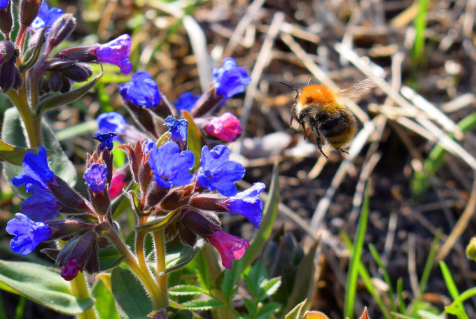 Анатолий Емельянов