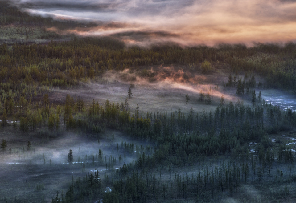 Тайга у берегов Индигирки
