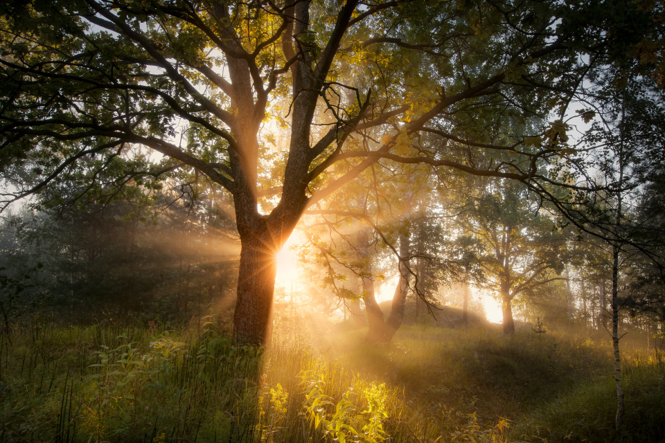 Антон Антонов