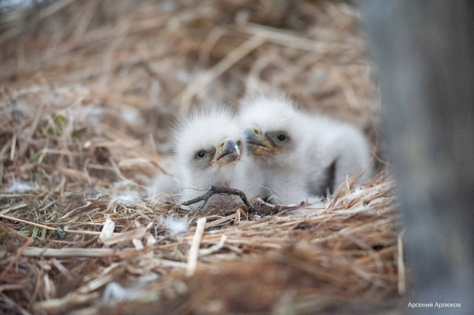 Арсений Арлюков
