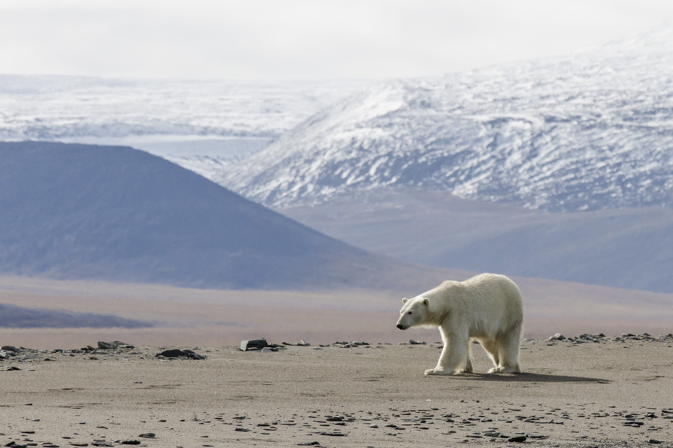 Белый медведь