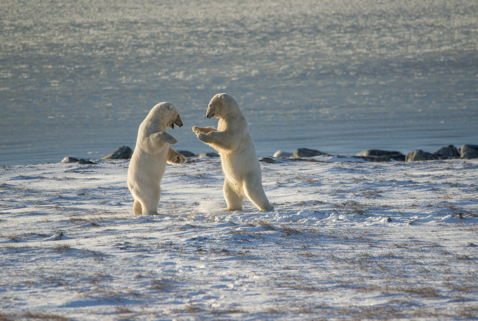 Белый медведь