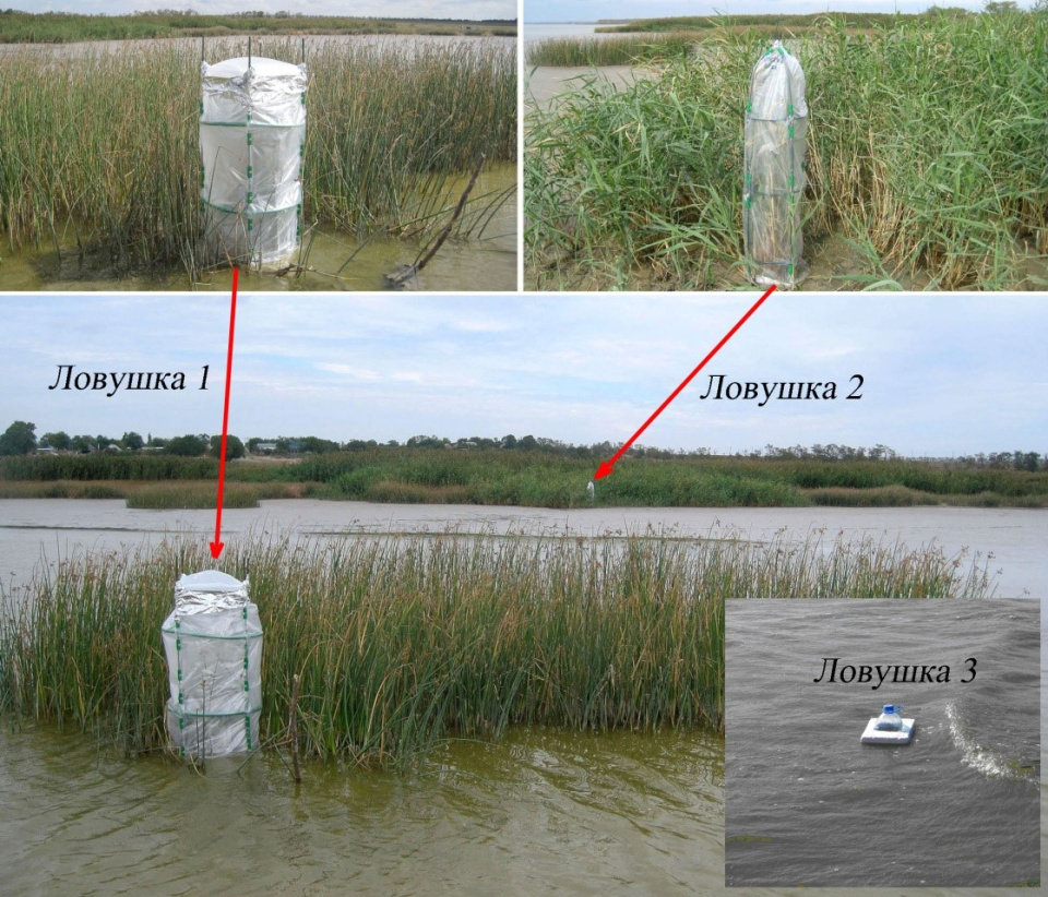 Накопительные камеры – ловушки, установленные для определения потоков метана зарослями камыша озерного (1), тростника южного (2) и на чистоводье (3) в прибрежной зоне лимана Таганрогского залива (фото из доклада Ю.А. Федорова)