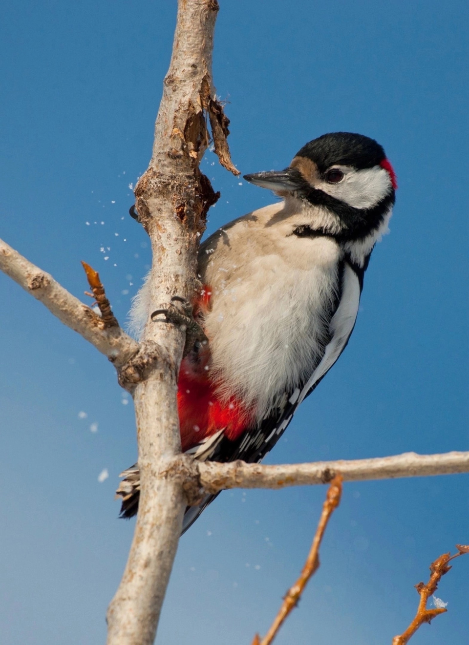Большой пестрый дятел
