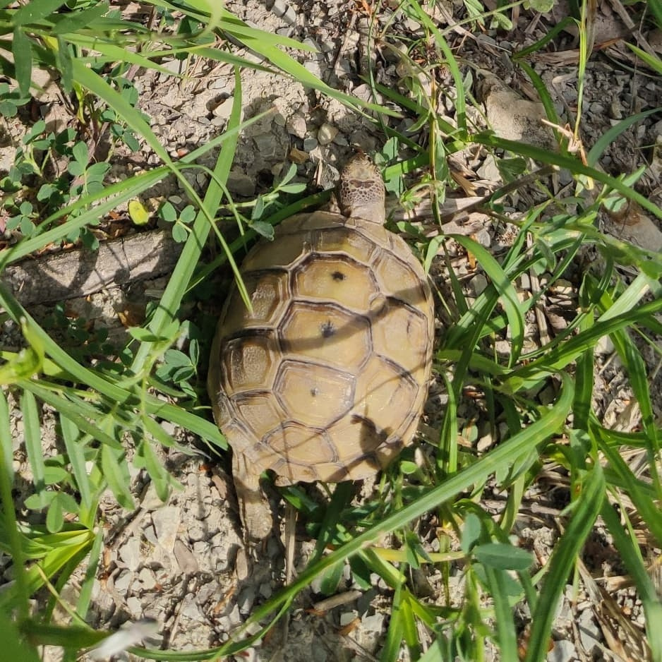 Обитатель тропы