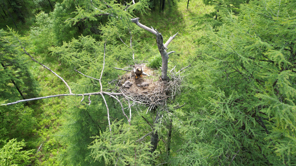 Гнездо белоплечего орлана