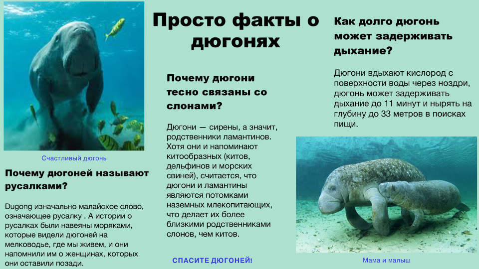 Дюгони. Уникальные обитатели нашей планеты