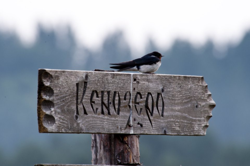 Дорога на Кенозеро