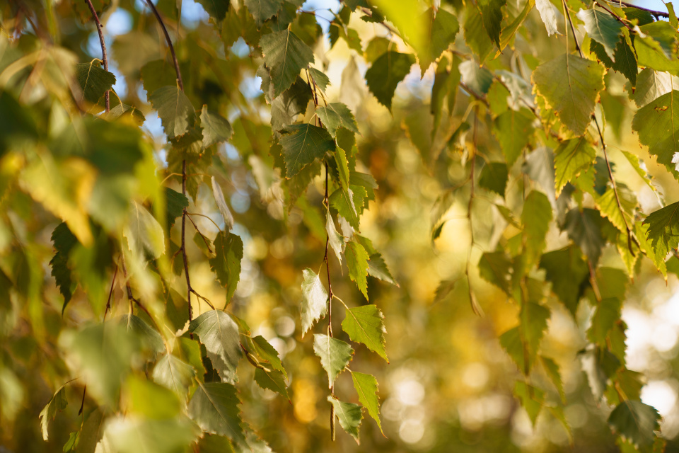 Ксения Гасица