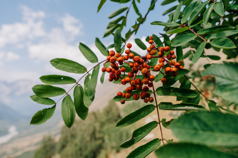 Ксения Гасица