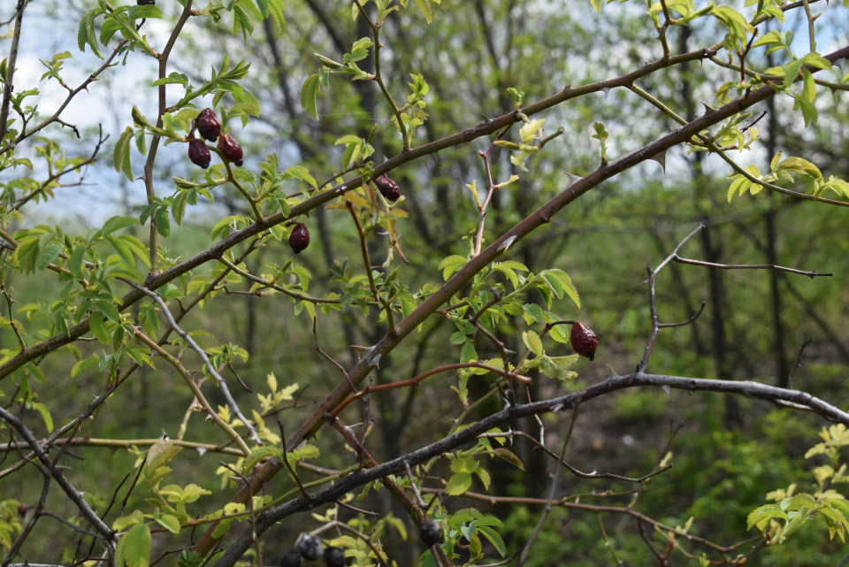 "Плоды науки: шпионим за деревьями и не только"