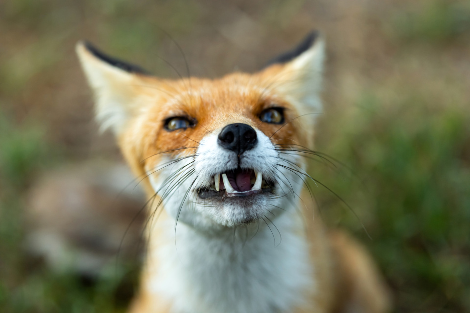 Сергей Земнухов