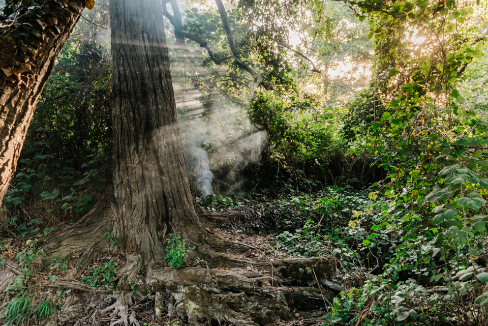 Дагестанский заповедник, Самурский лес