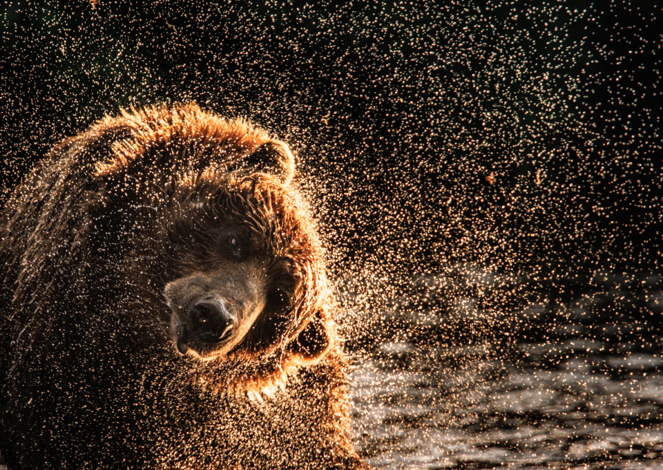 Елена Овсянкина